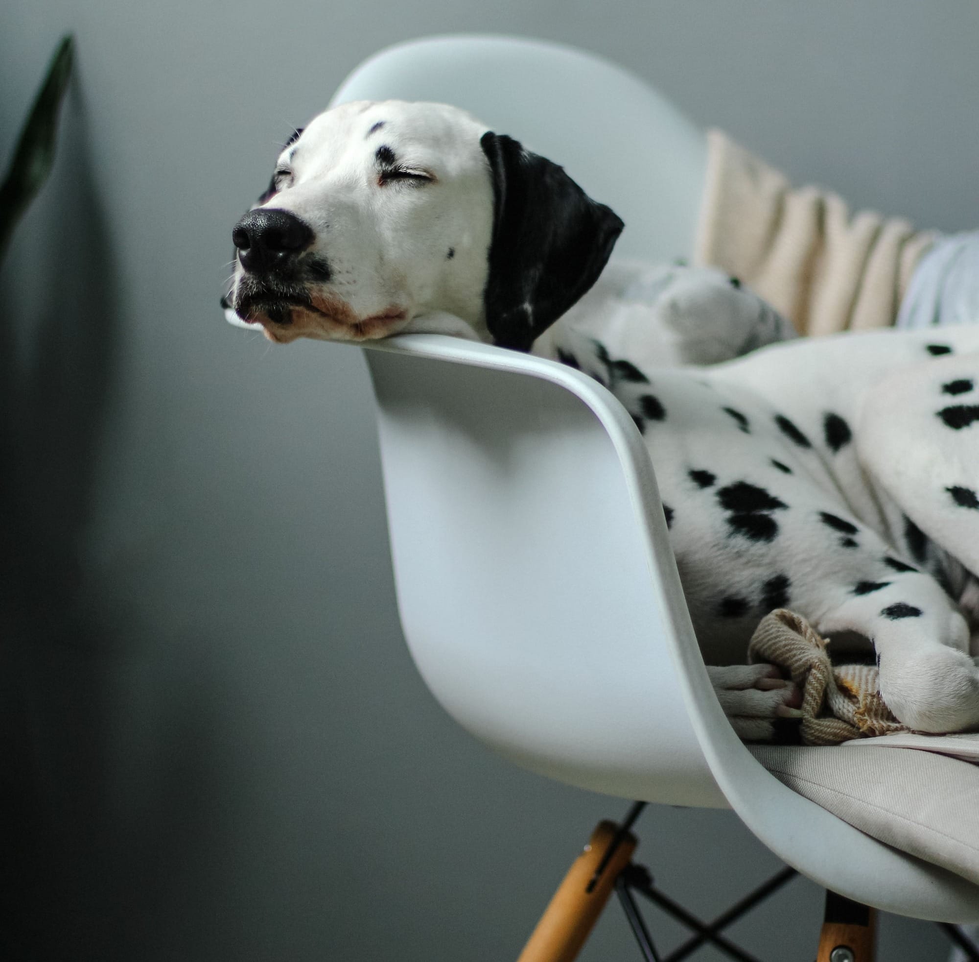 are dalmatian puppies born with spots