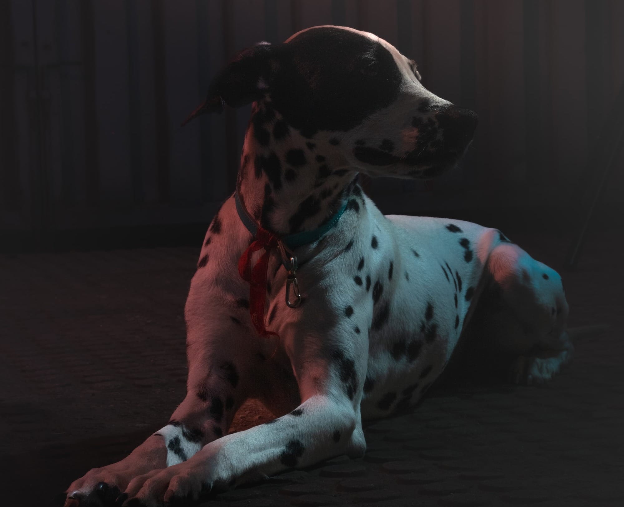 are dalmatian good family dogs