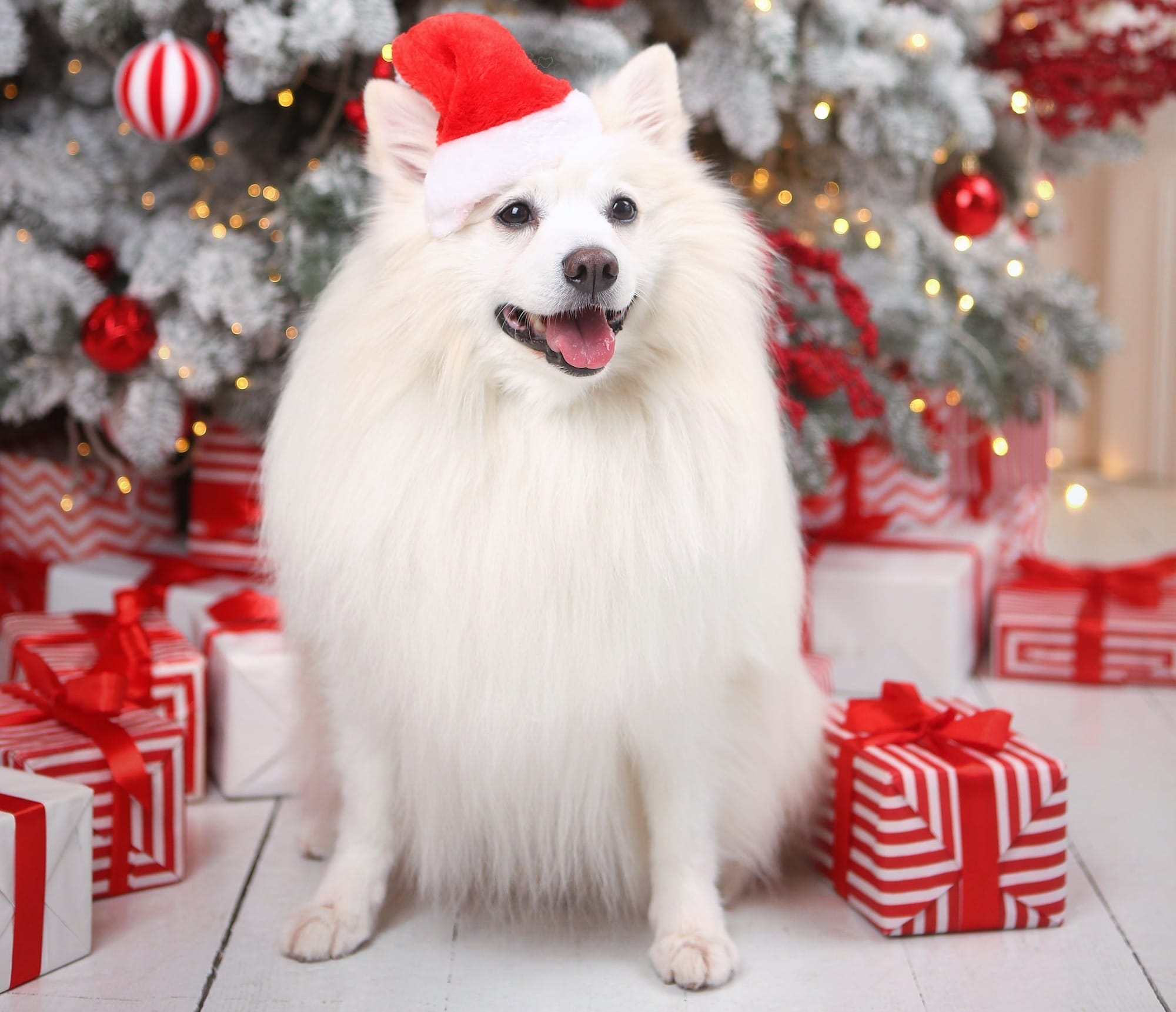 Holiday Gift Guide for Dog Owners