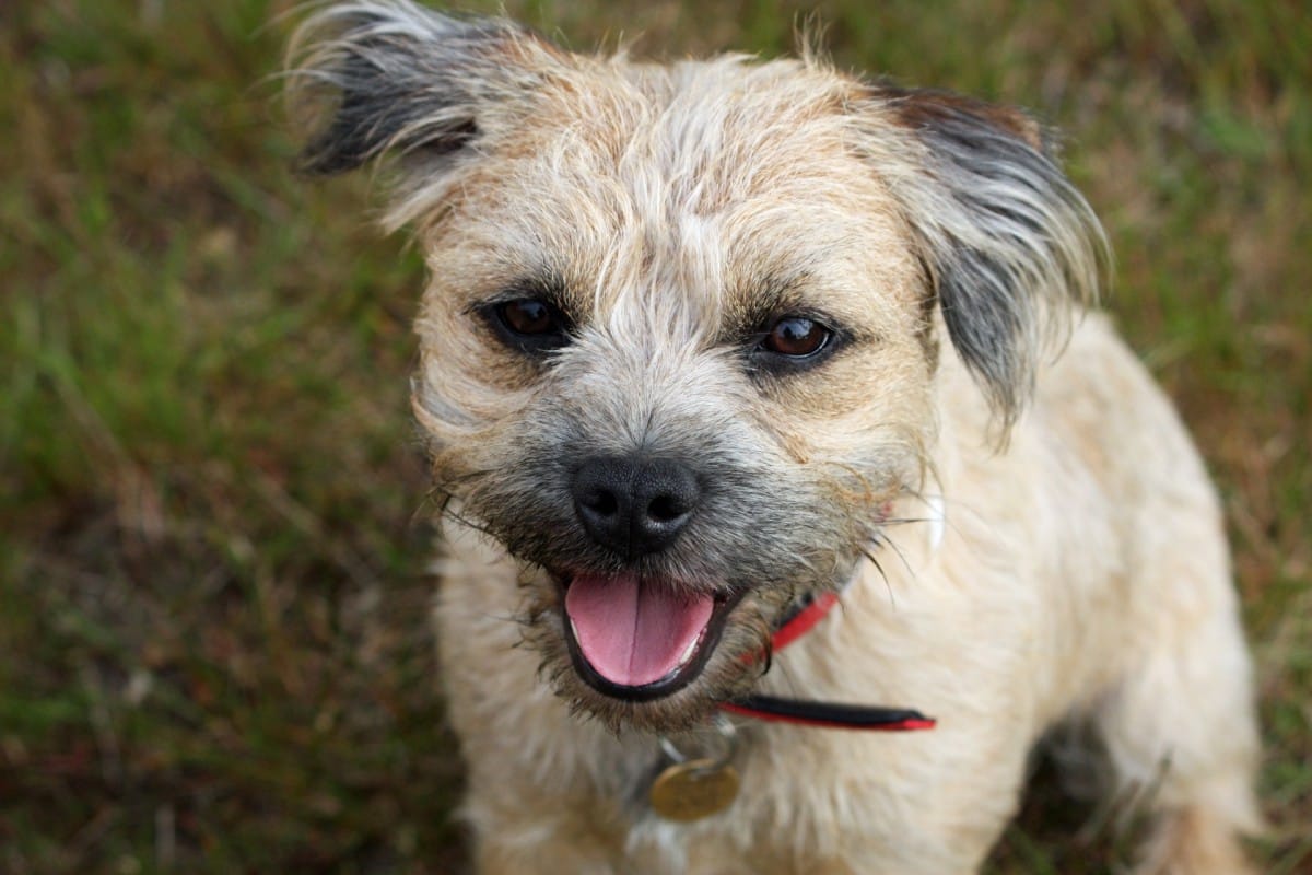 do soft coated wheaten terriers bark a lot