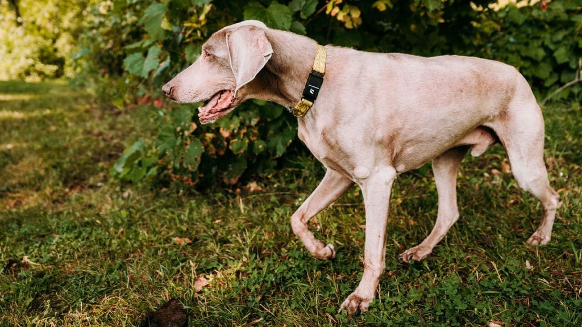 can weimaraners be brown