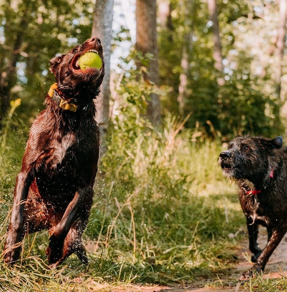 Are Chocolate Labs Easy to Train