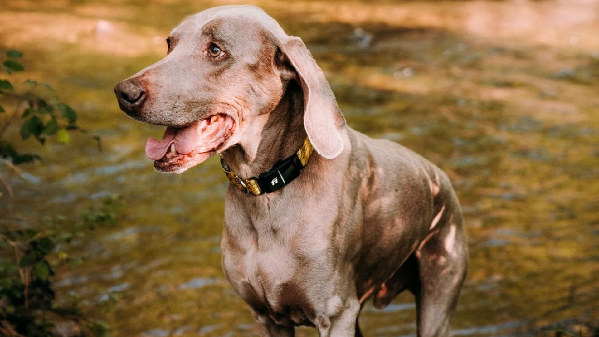 can weimaraners live in apartments