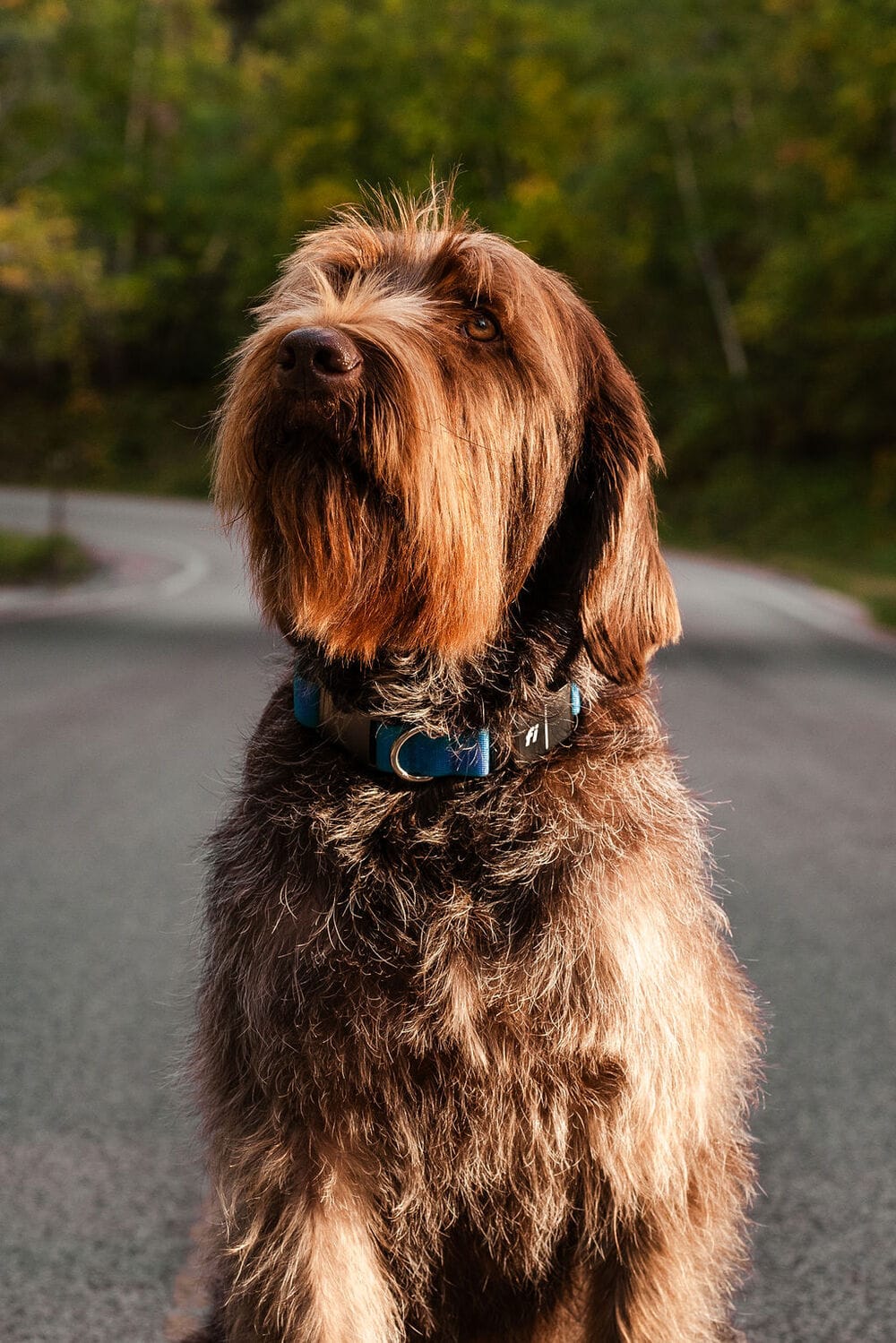 Understanding Shedding in Wirehaired Pointing Griffons