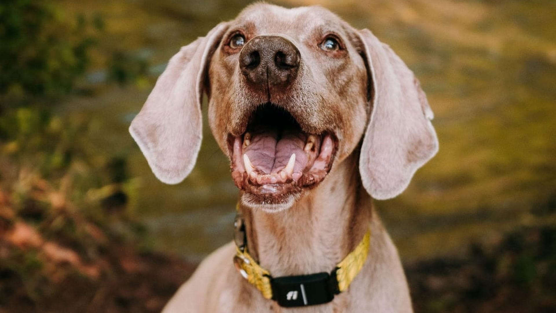 Can Weimaraners Handle Cold Weather