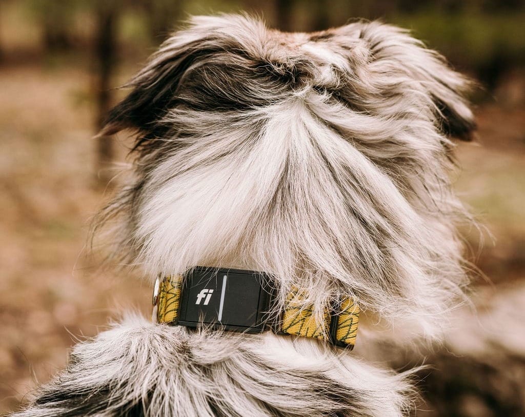 Dog gps collar clearance geofence