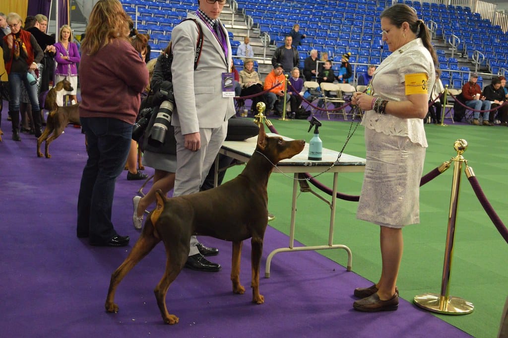 what are doberman pinschers bred for