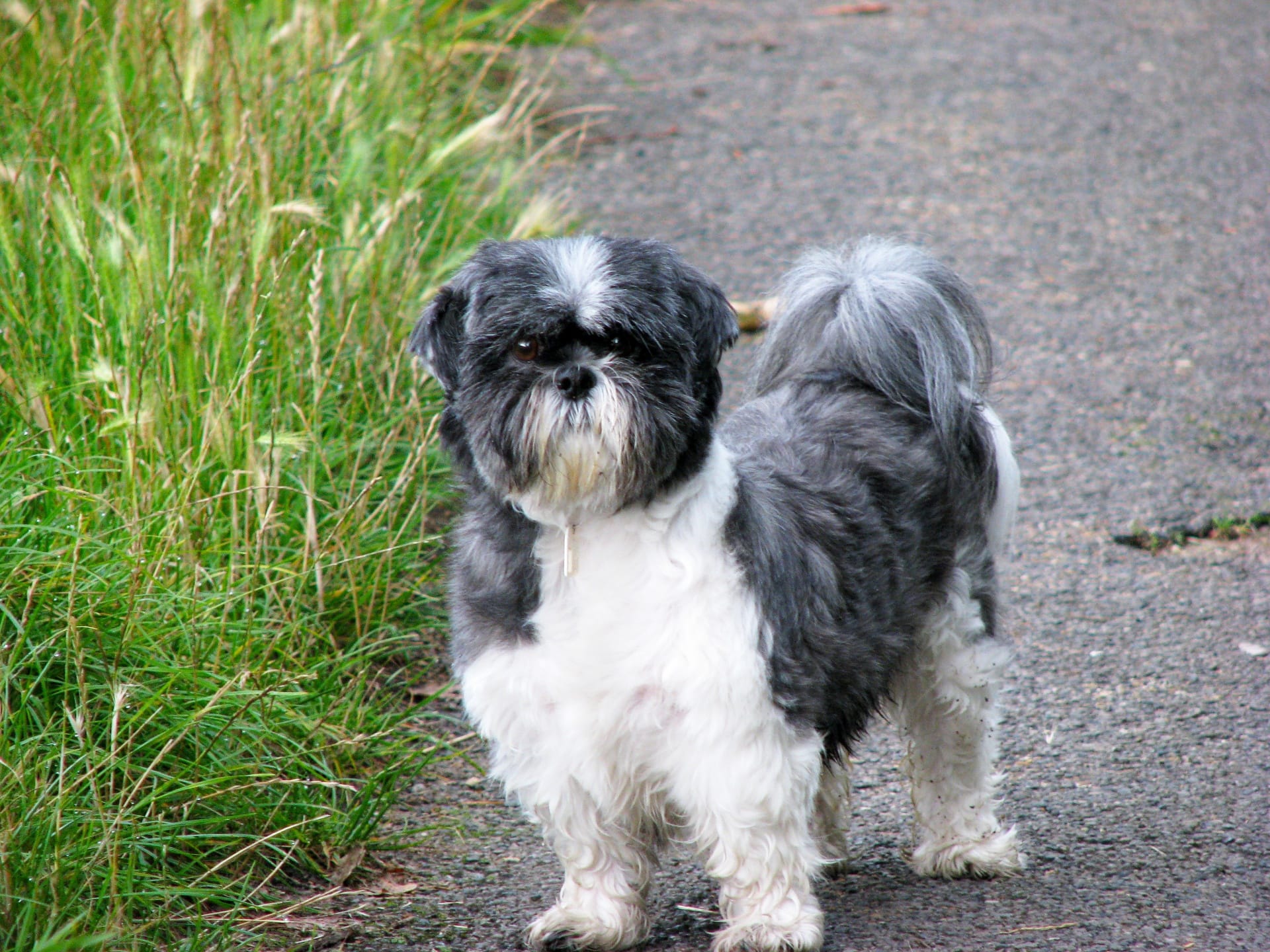 Shih 2024 tzu diabetes