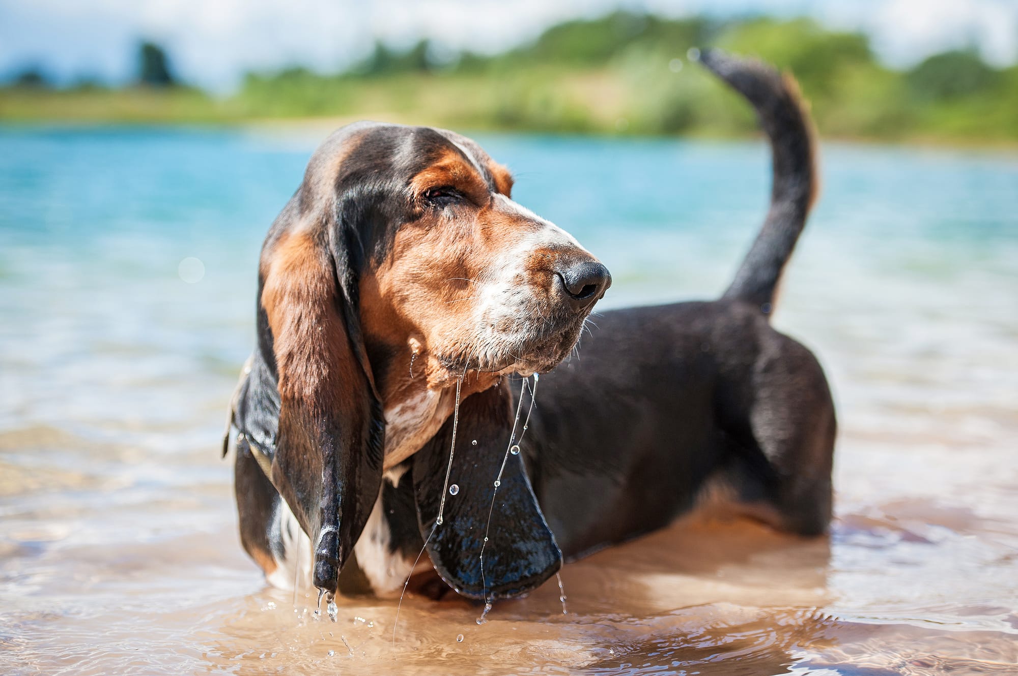 bloodhound dog in water