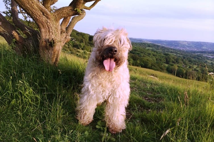 when are soft coated wheaten terrier full grown