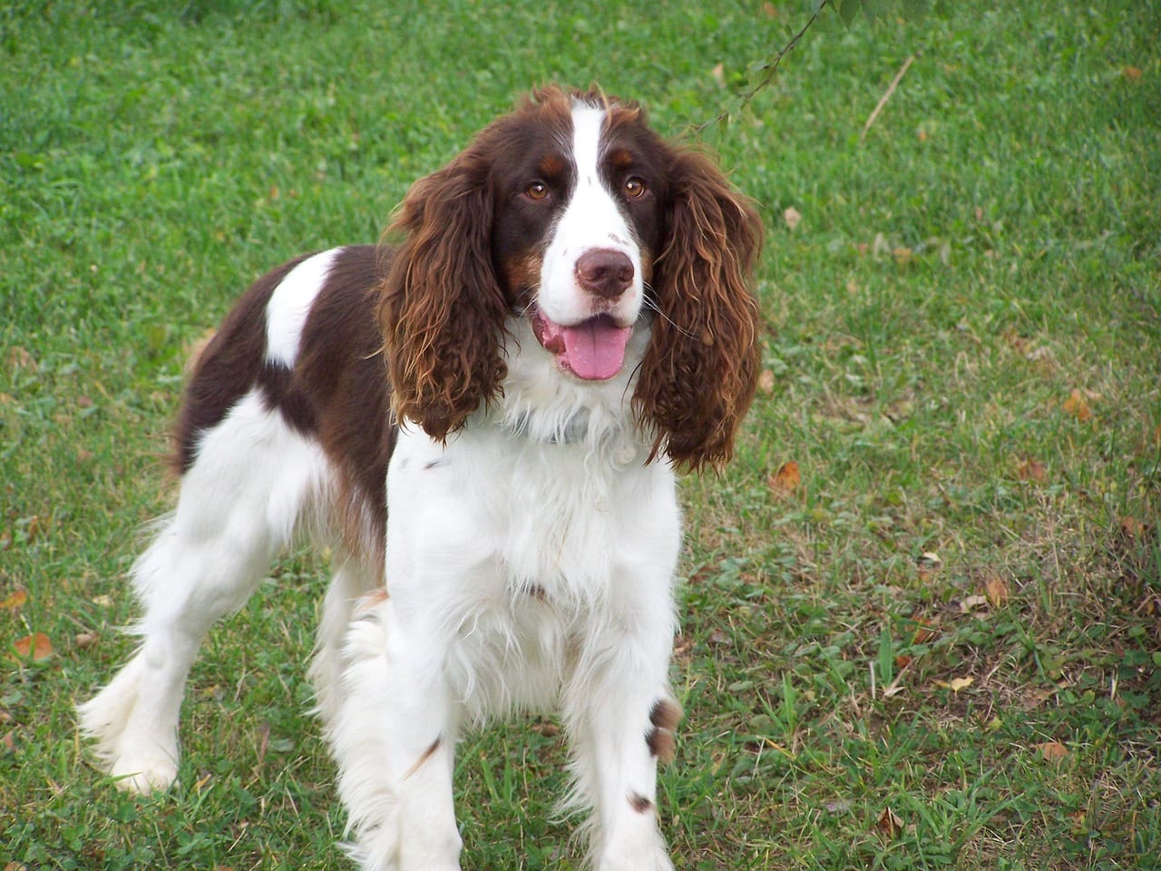 Are English Springer Spaniels Good Family Dogs