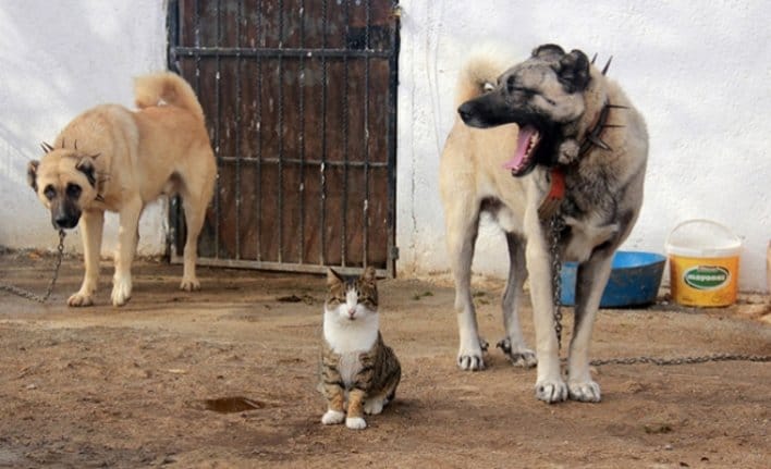Are Anatolian Shepherds Good with Cats?