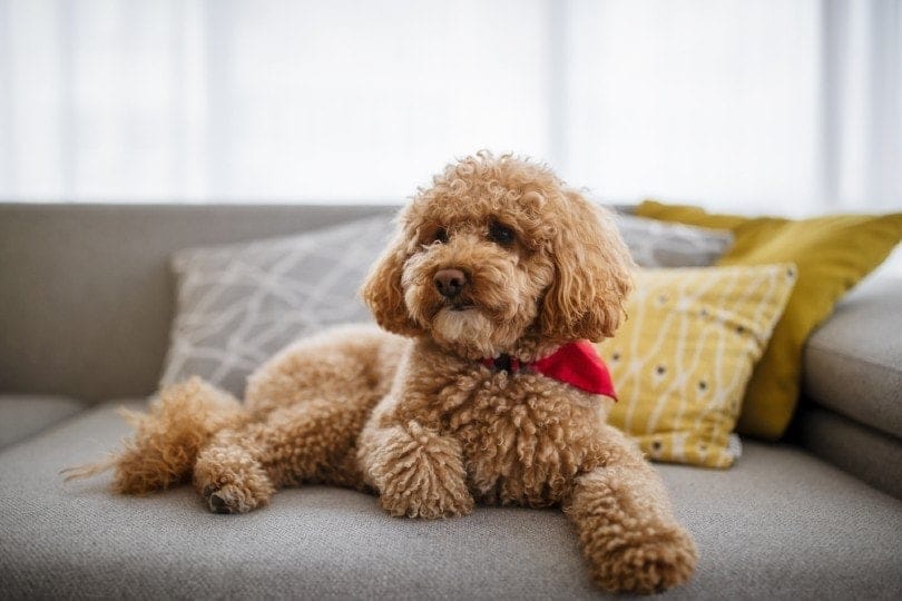  Toy Poodles sitting on sofa