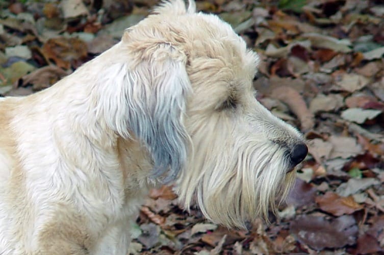 do soft coated wheaten terrier shed
