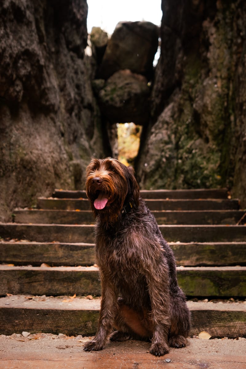 Wirehaired Pointing Griffons sitting on stairs