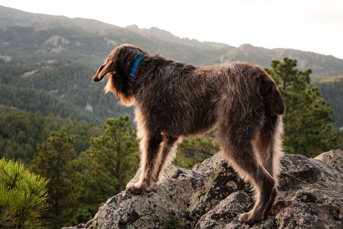 wirehaired pointing griffon standing on a rock