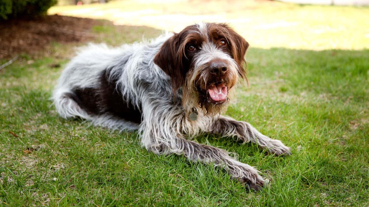 Wirehaired Pointing Griffon sitting in a garden