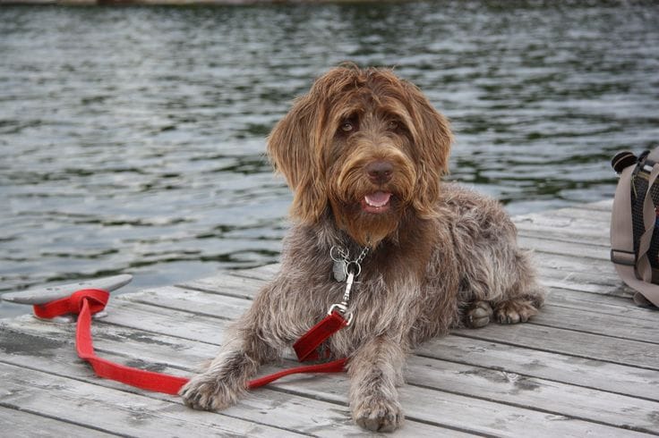 Wirehaired Pointing Griffon sitting near water