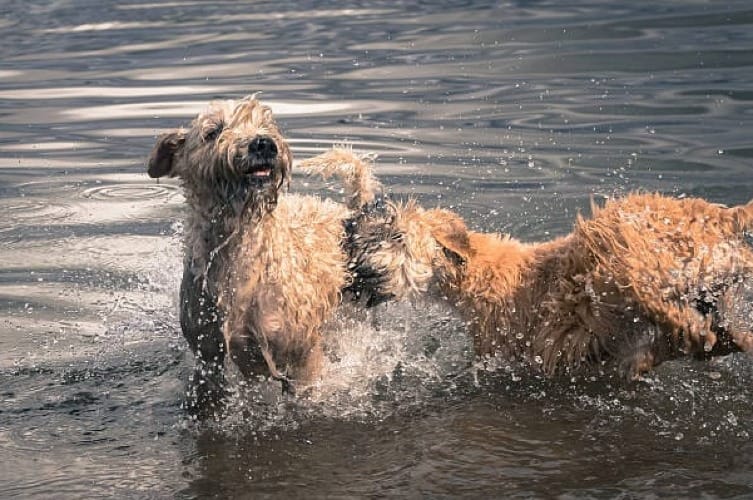 do soft coated wheaten terriers like to swim