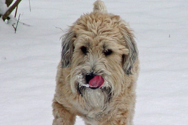 are soft coated wheaten terriers cuddly