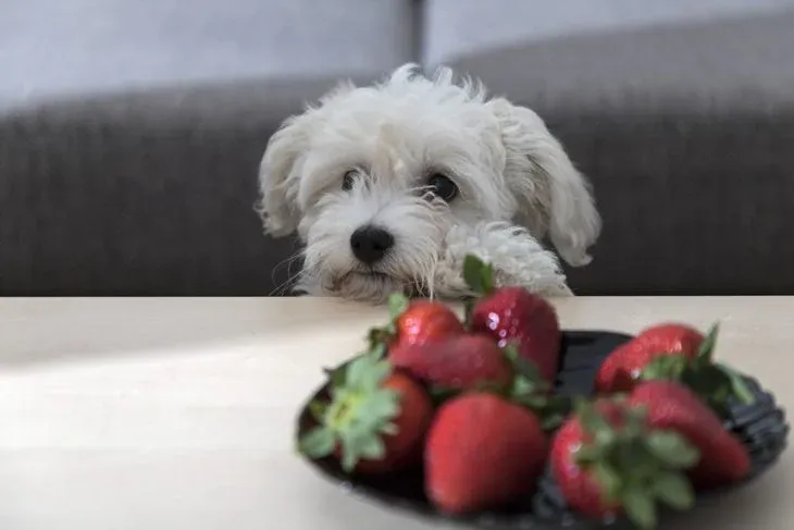 Can Maltese Dogs Eat Strawberries?