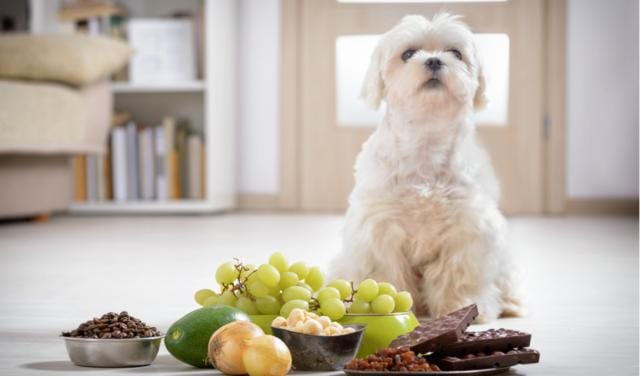 Can Maltese dogs eat cheese?