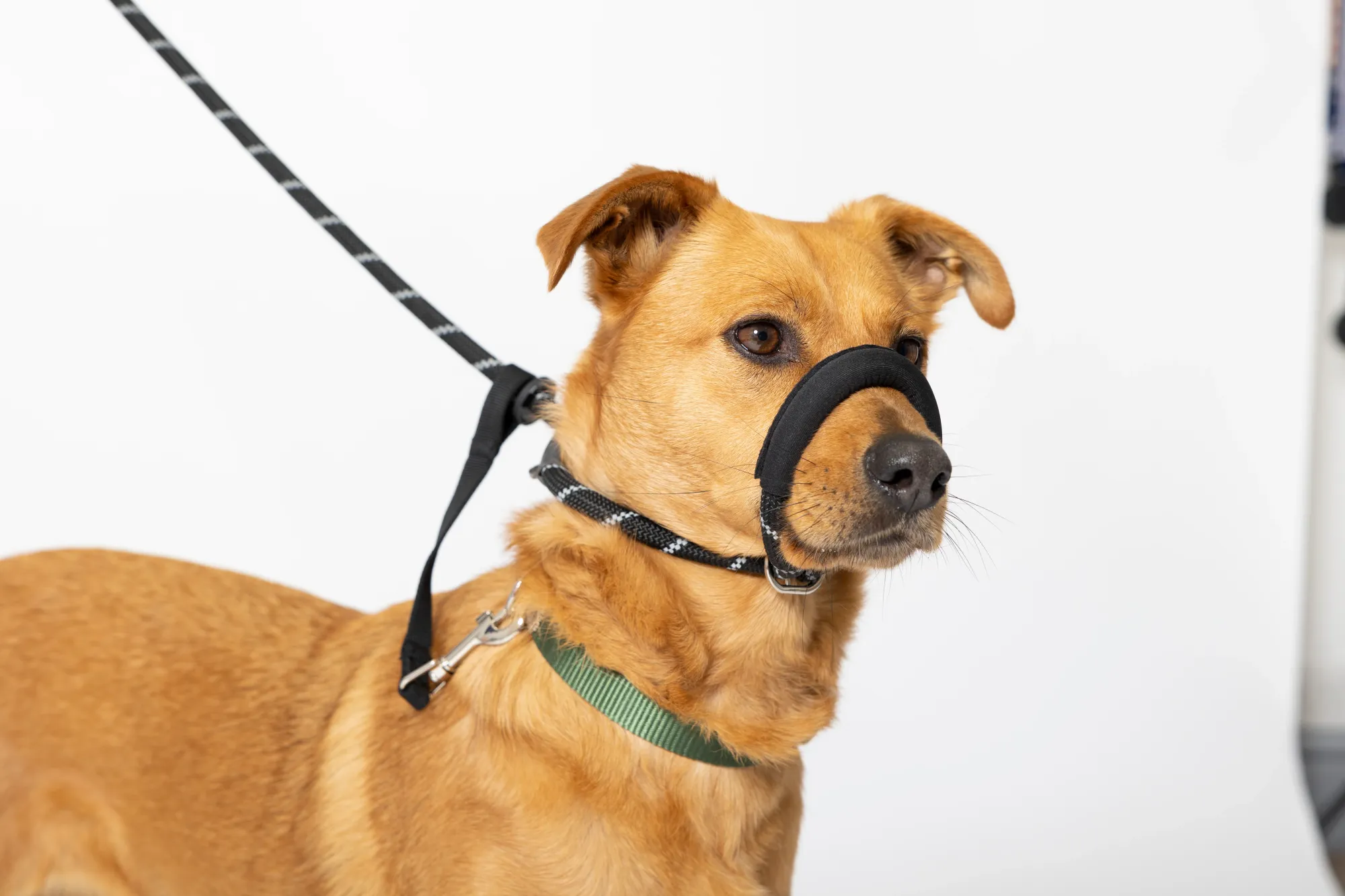 Dog with collars and harness
