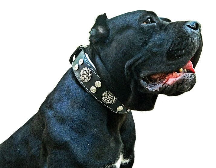 Large Dog with Collar