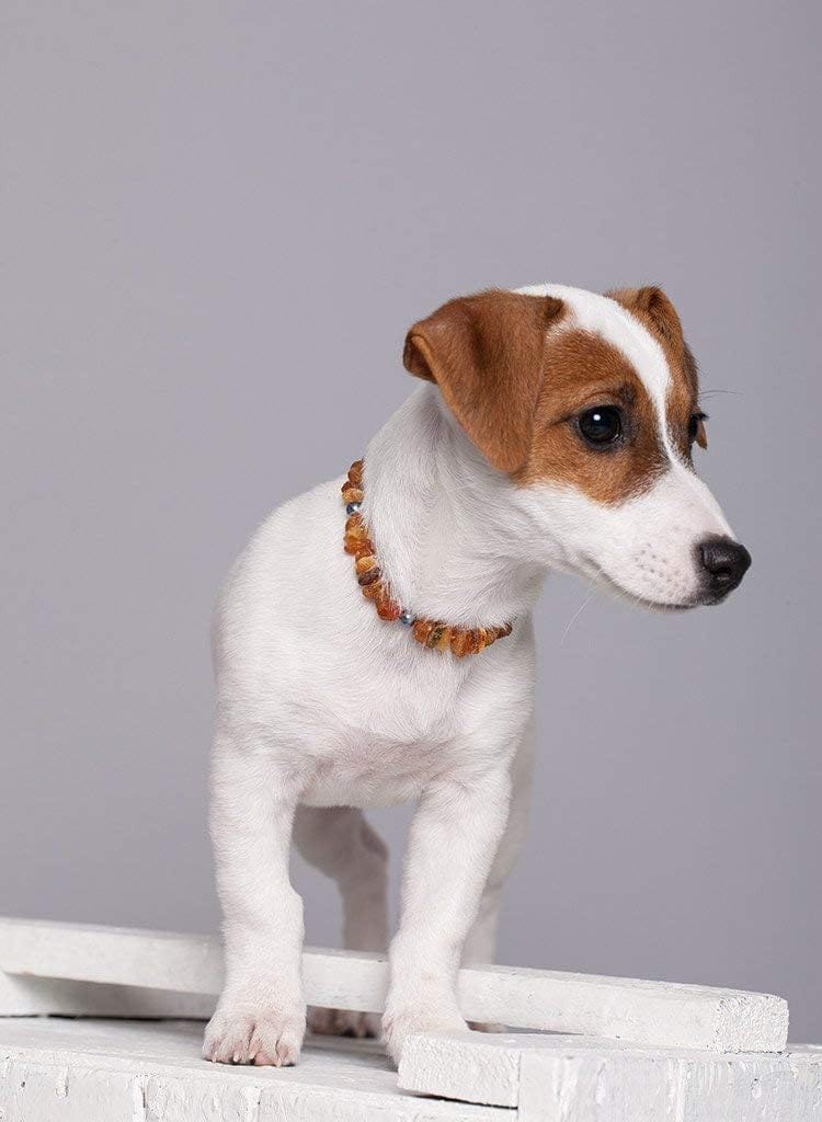 Amber Dog Collar
