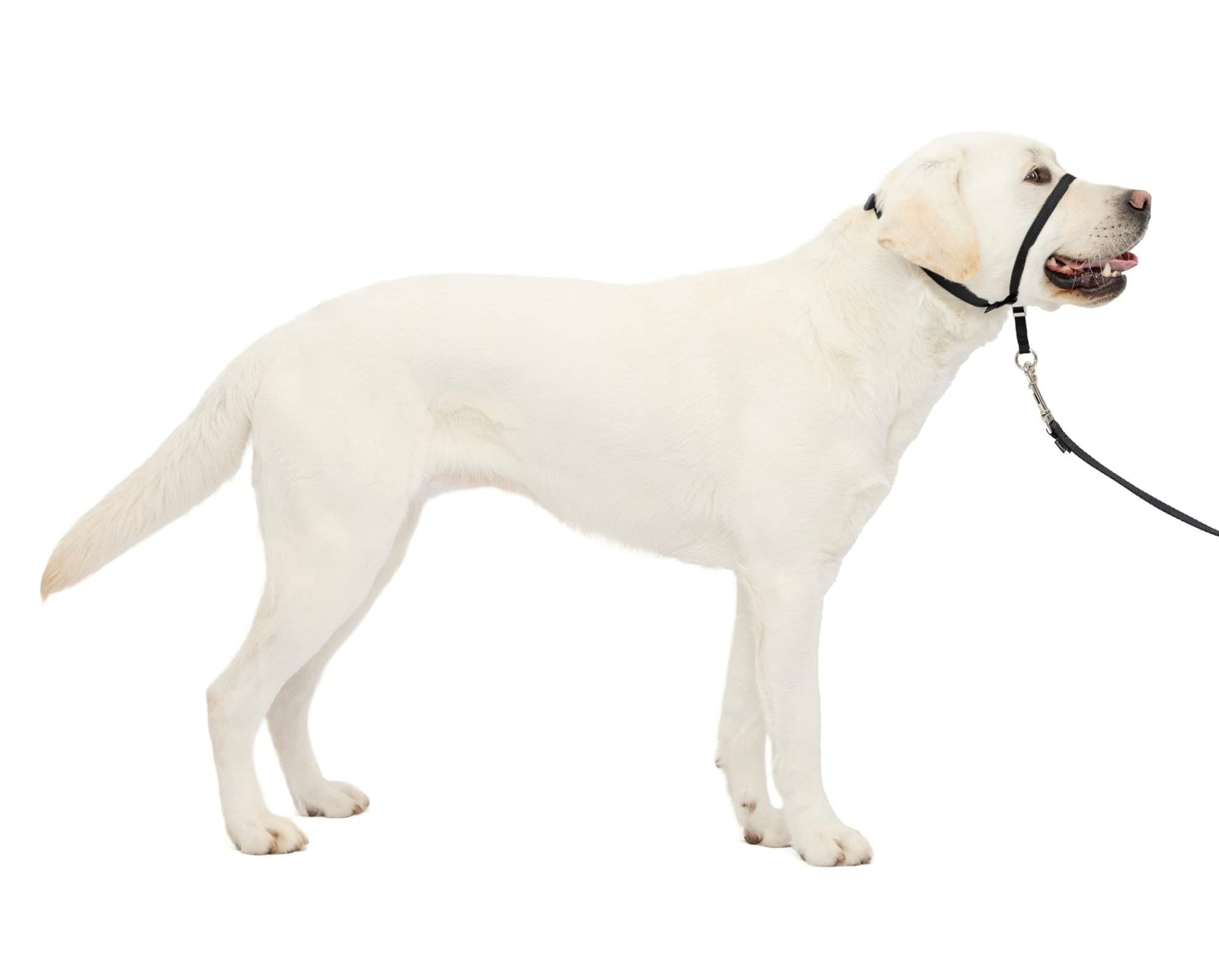 Head Halter for Dogs