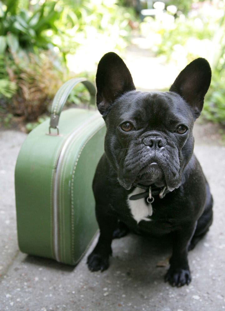 Black American Bulldogs with a suitcase