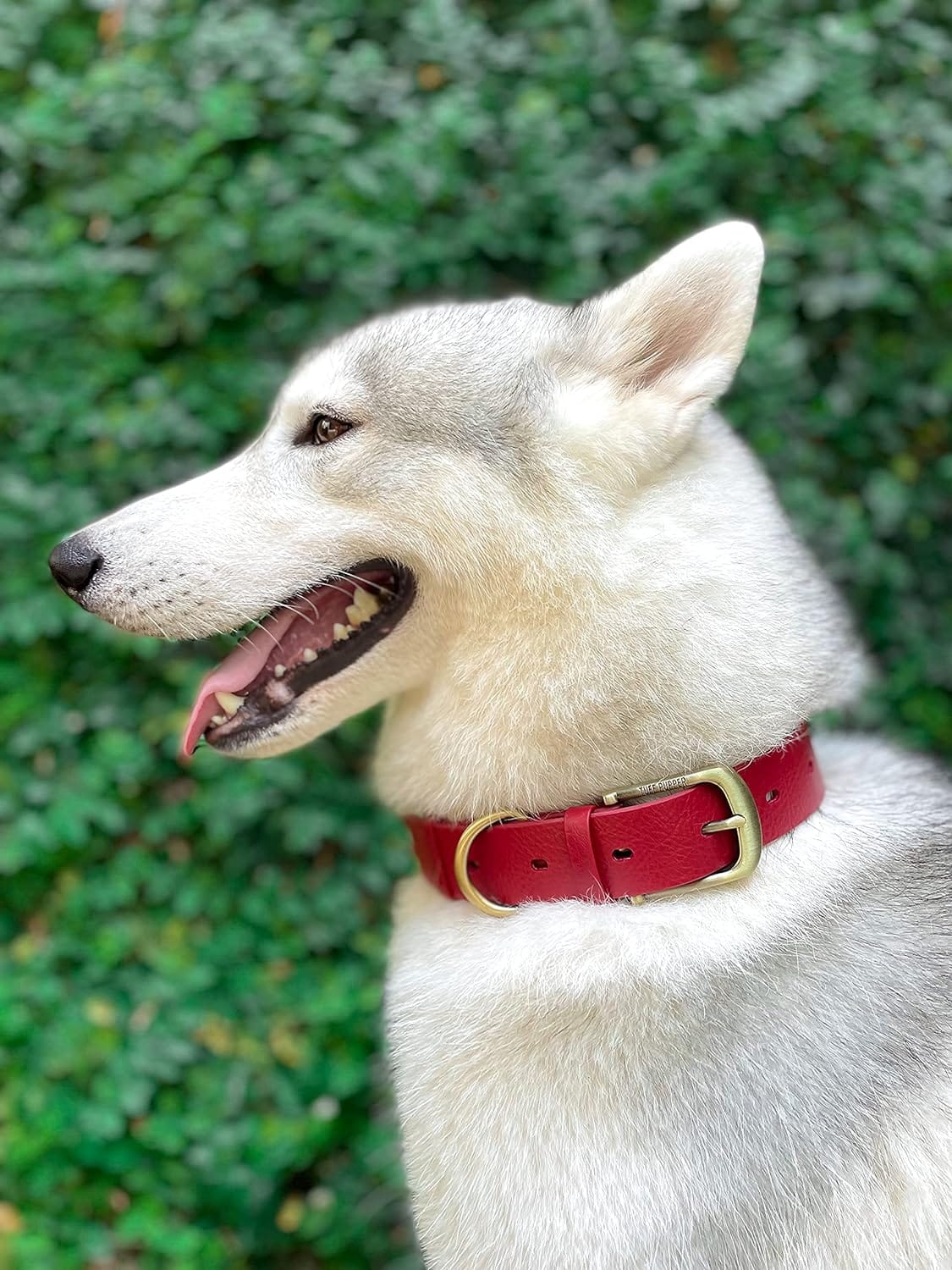 Red Leather Dog Collar