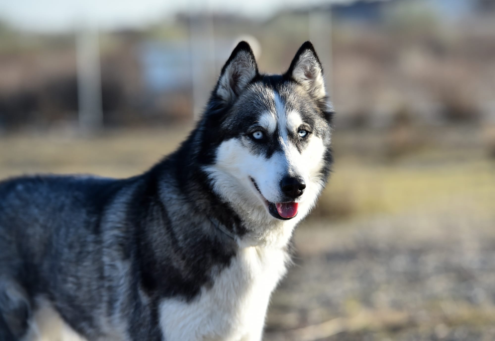 Are Alaskan Malamutes Smart?