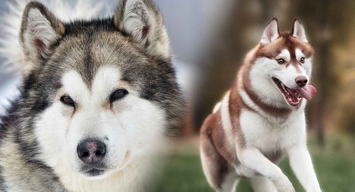 Are Alaskan Malamute and Husky the Same?