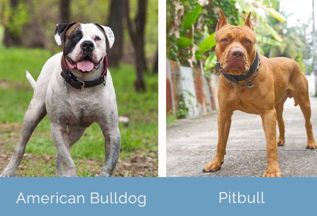 Are American Bulldog and Pitbull the Same?