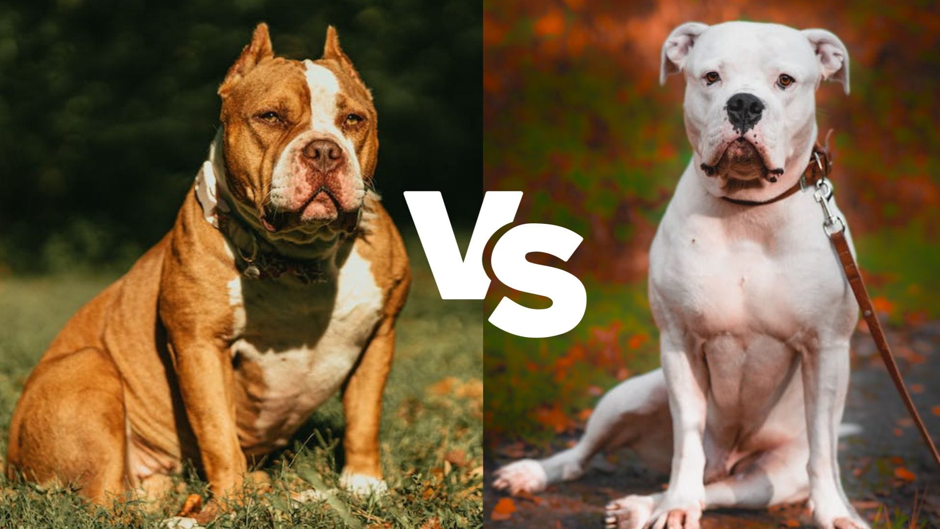 Are American Bulldogs and American Bullies the Same?