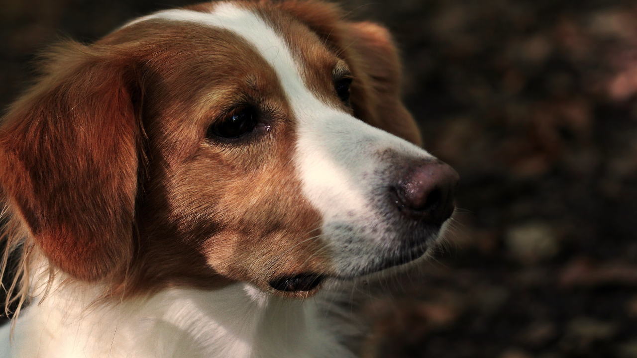 American Foxhounds