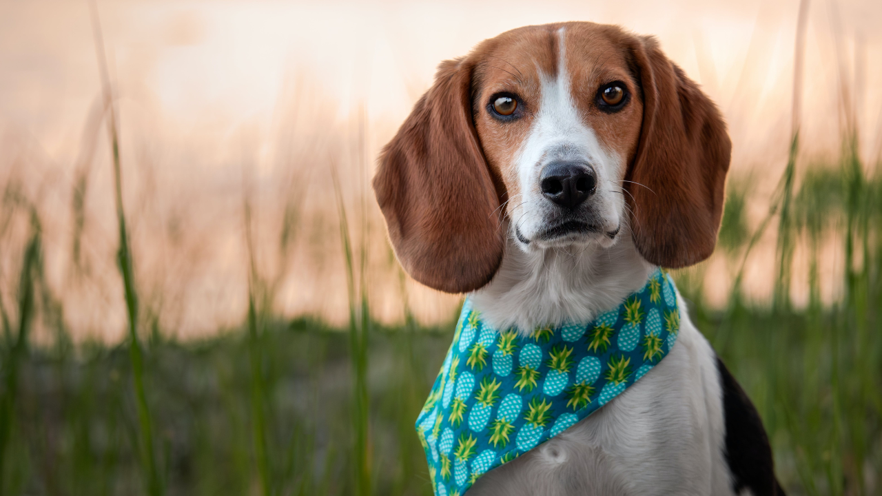 Charcoal Lab Puppies