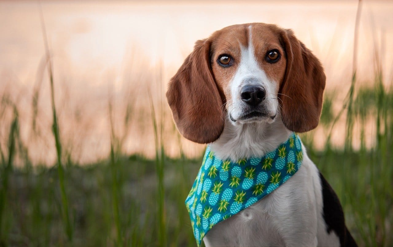 Are American Foxhounds Good Family Dogs