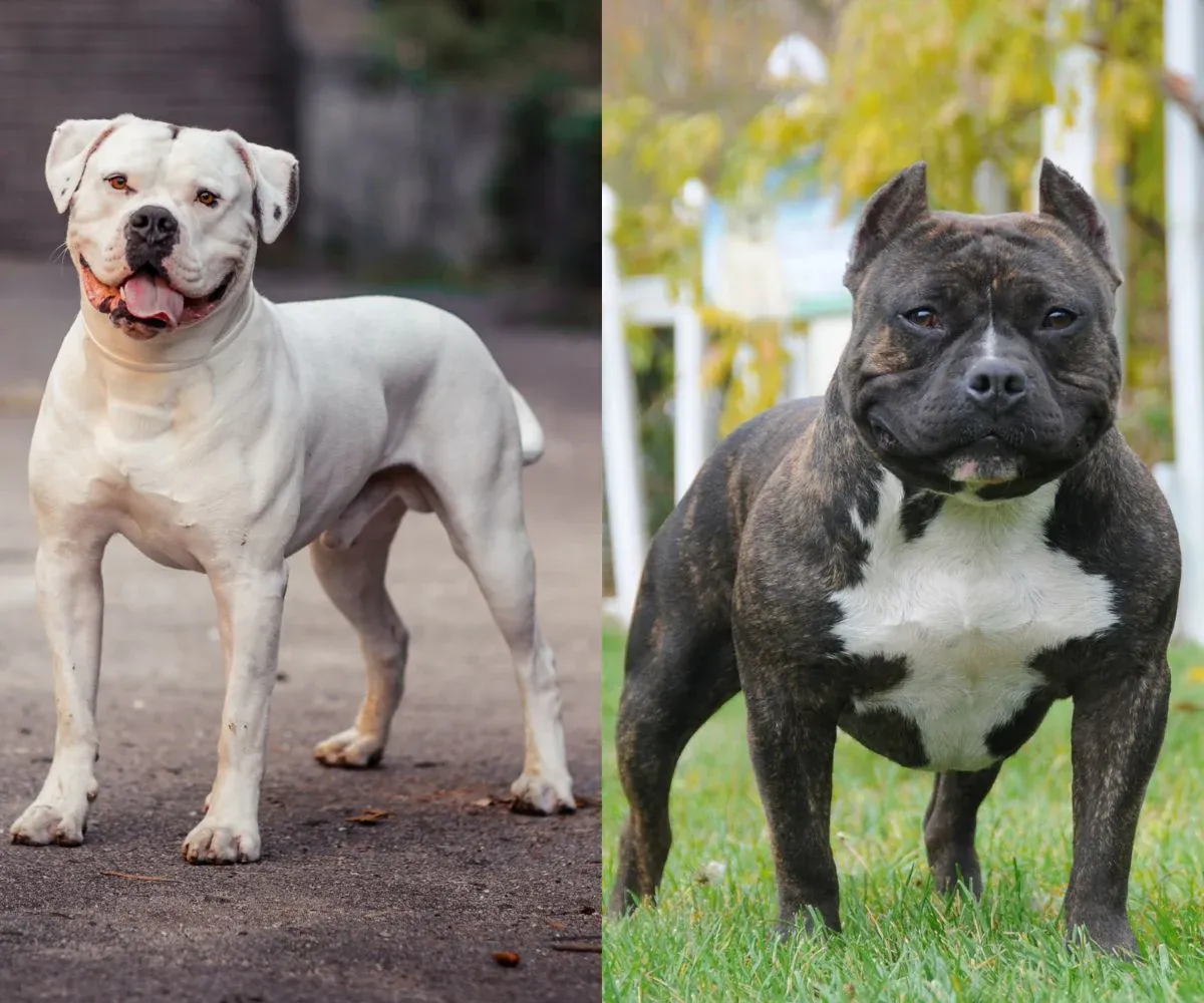 Are American Bulldogs and American Bullies the Same?