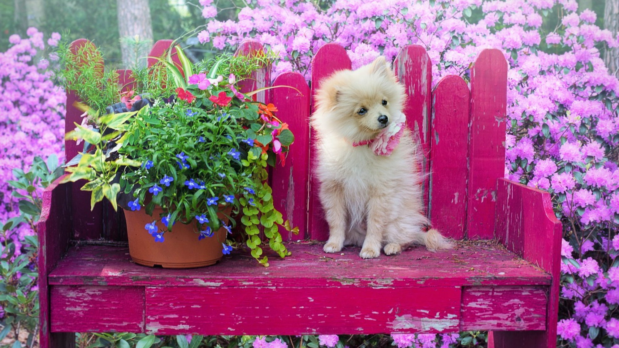 How to crate outlet train a pomeranian puppy