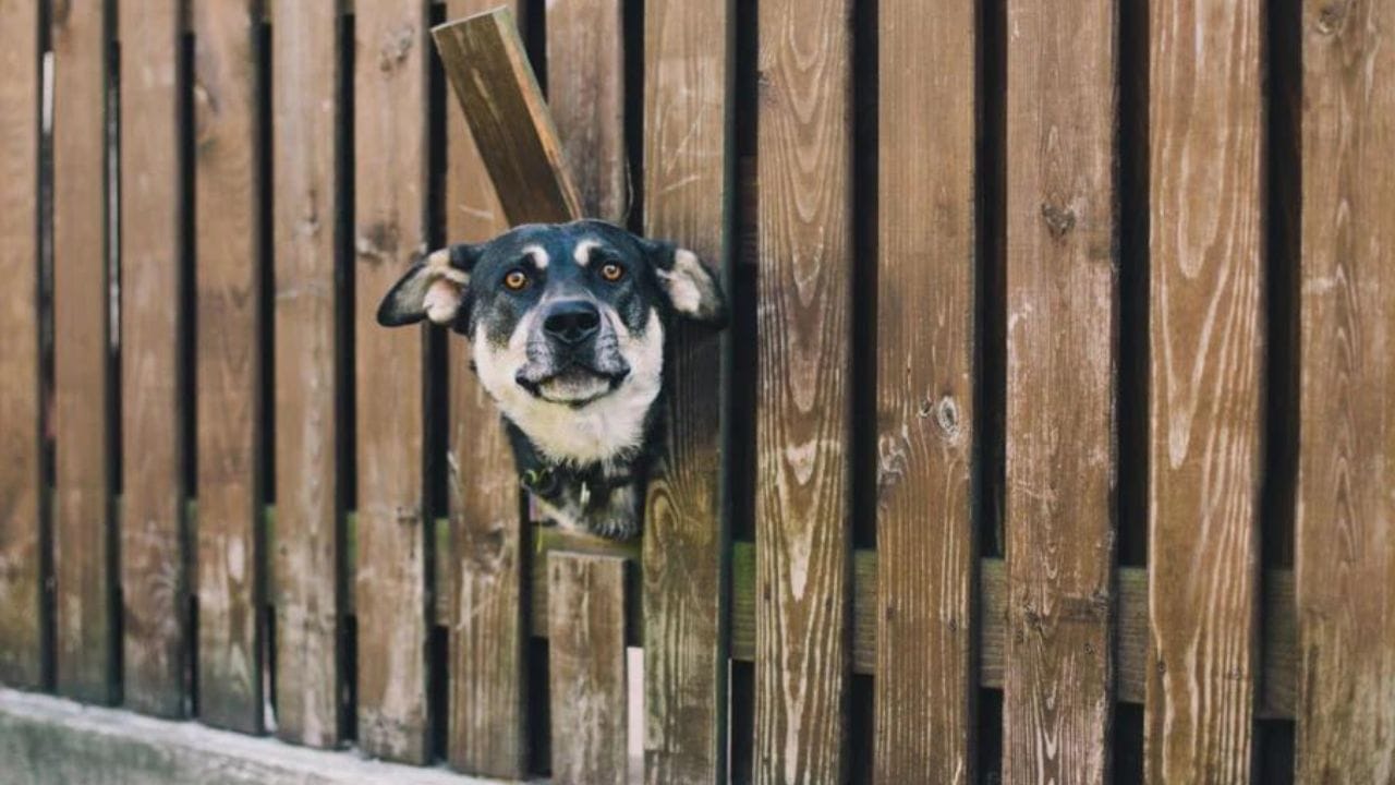 Best Dog Fences