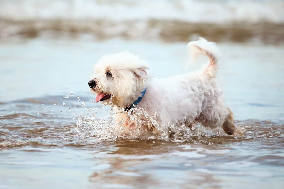 Maltese Dog in water