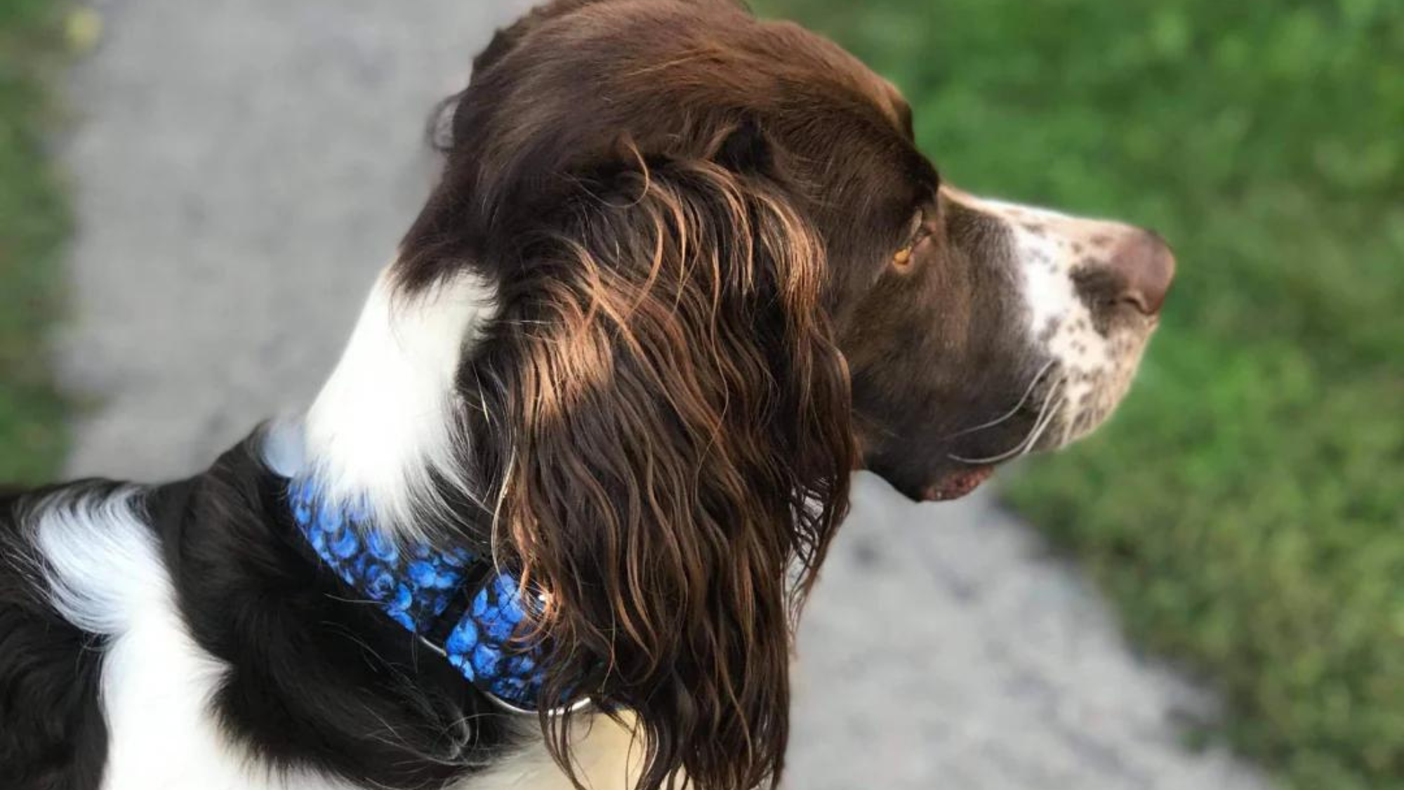 Blueberry Dog Collars Style & Comfort for Your Furry Friend