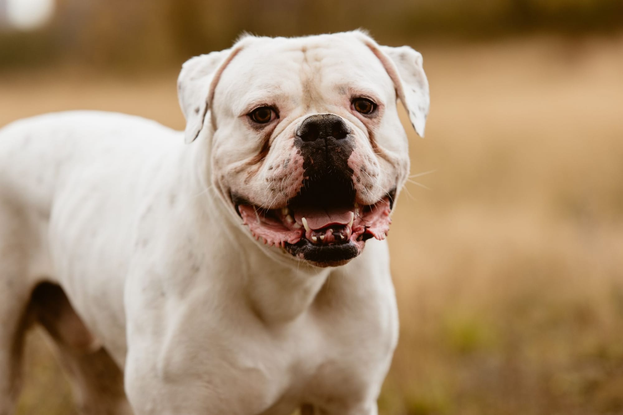 Can American Bulldogs be Service Dogs?