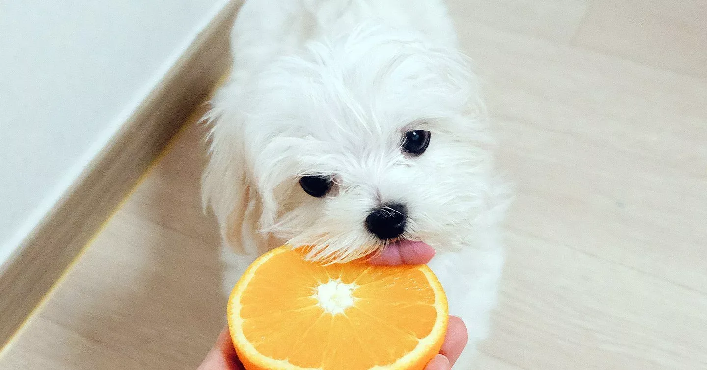 Can Maltese Dogs Eat Oranges?