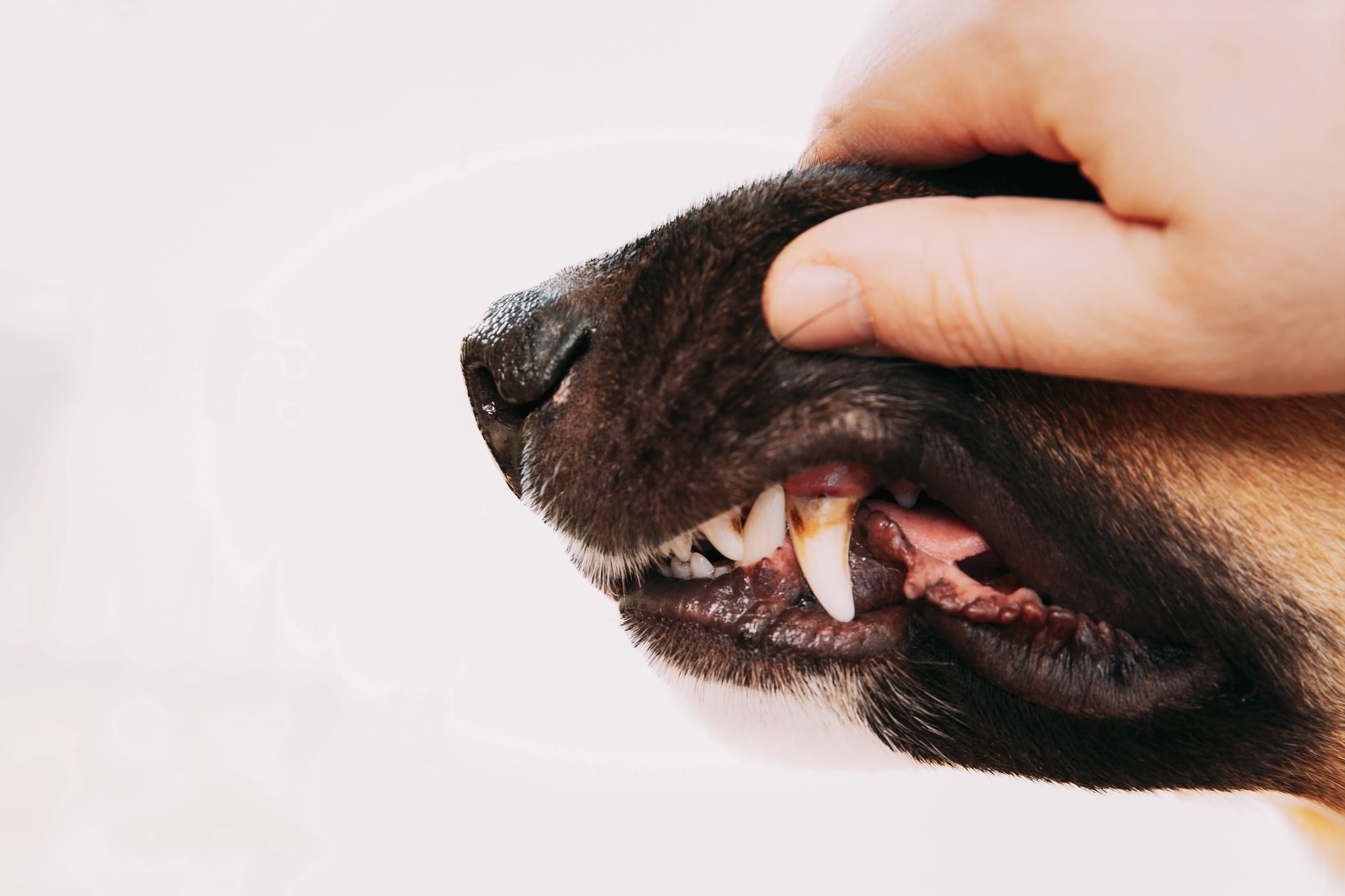 Canine Teeth 