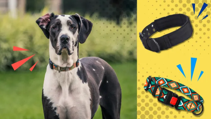 Best dog collar store for large dogs