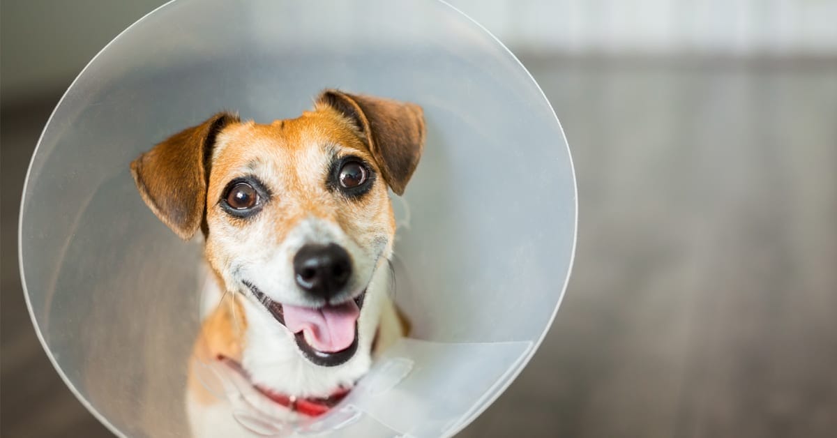 Understanding the Cost for Spaying Your Dog