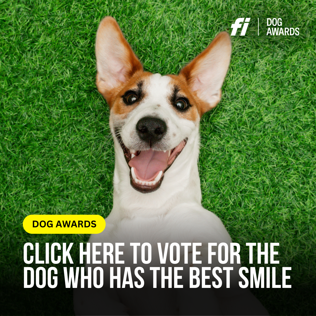 DOG AWARDS: BEST SMILE OF THE YEAR